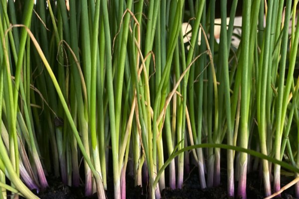 Кракен сайт официальный onion