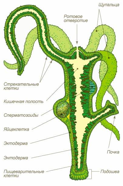 Kraken магазин